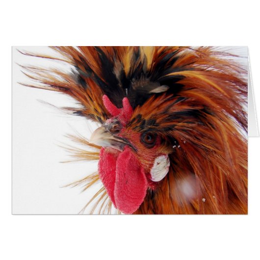 Poolse Roo (Voorkant Horizontaal)