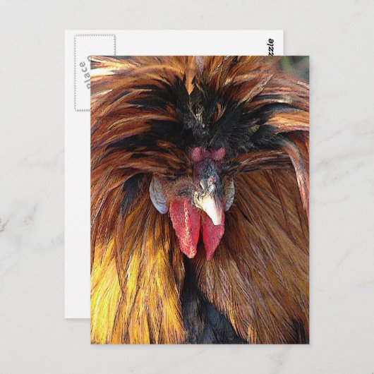 Poolse Roo Briefkaart (Voorkant / Achterkant)