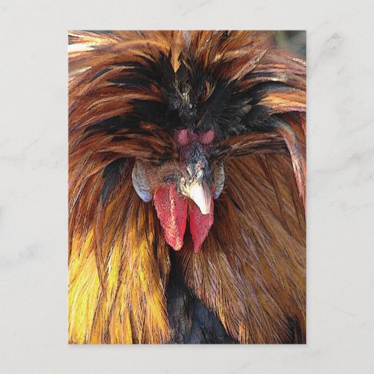 Poolse Roo Briefkaart (Voorkant)