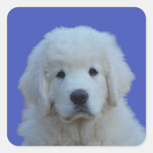 Poolse Tatra Sheepdog Sticker op blauwe achtergron