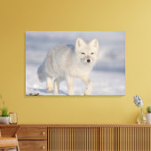 Poolvos, Alaska Canvas Afdruk (Insitu (Woonkamer))