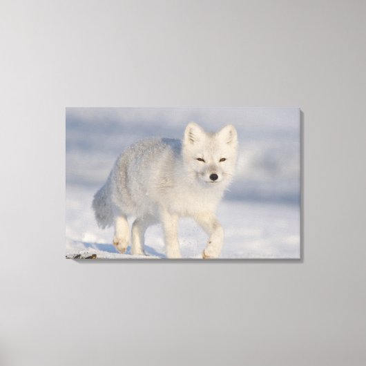 Poolvos, Alaska Canvas Afdruk (Voorkant)