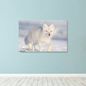 Poolvos, Alaska Canvas Afdruk (Insitu (Houten vloer))
