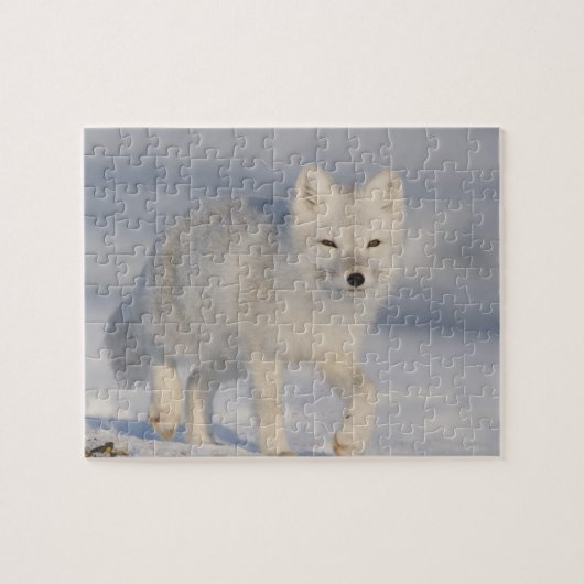 Poolvos, Alaska Legpuzzel (Horizontaal)