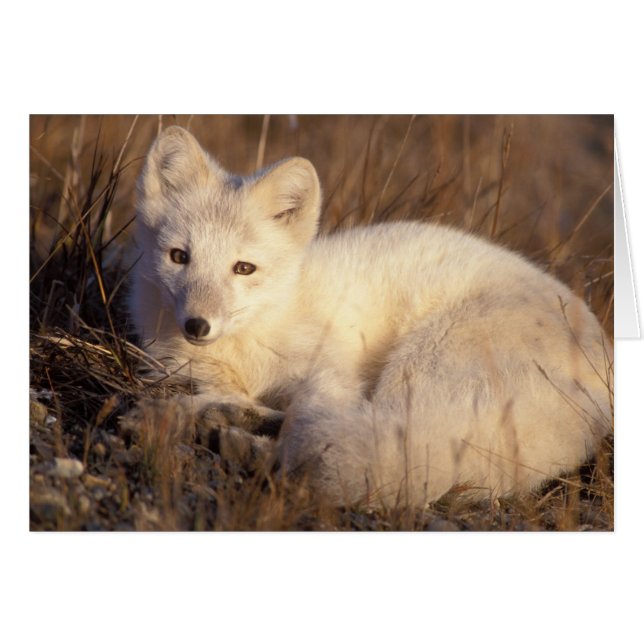 poolvos, Alopex lagopus (Voorkant Horizontaal)