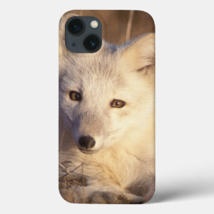 poolvos, Alopex lagopus Case-Mate iPhone Case