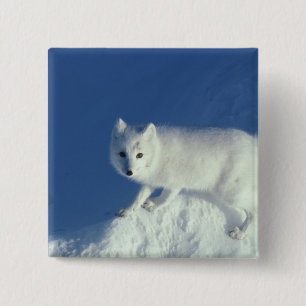 Poolvos Alopex lagopus) Een poolvos Vierkante Button 5,1 Cm