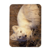 poolvos, Alopex lagopus Magneet (Verticaal)