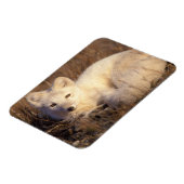 poolvos, Alopex lagopus Magneet (Linkerzijde)