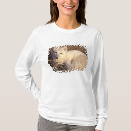 poolvos, Alopex lagopus T-shirt (Voorkant)