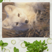 poolvos, Alopex lagopus Theedoek (Gevouwen)