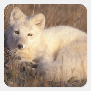 poolvos, Alopex lagopus Vierkante Sticker