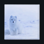 Poolvos, IJsland foto Magneet<br><div class="desc">IJsland - Poolvos, mooie foto</div>