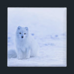 Poolvos, IJsland foto Magneet<br><div class="desc">IJsland - Poolvos, mooie foto</div>