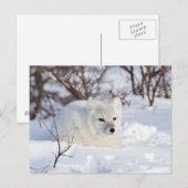 Poolvos in de winter briefkaart (Voorkant / Achterkant)