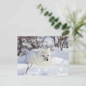 Poolvos in de winter briefkaart (Staand voorkant)
