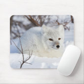 Poolvos in de winter muismat (Met muis)