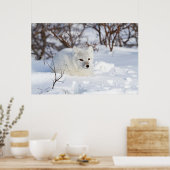 Poolvos in de winter poster (Keuken)
