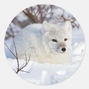 Poolvos in de winter ronde sticker
