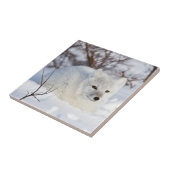Poolvos in de winter tegeltje (Zijkant)