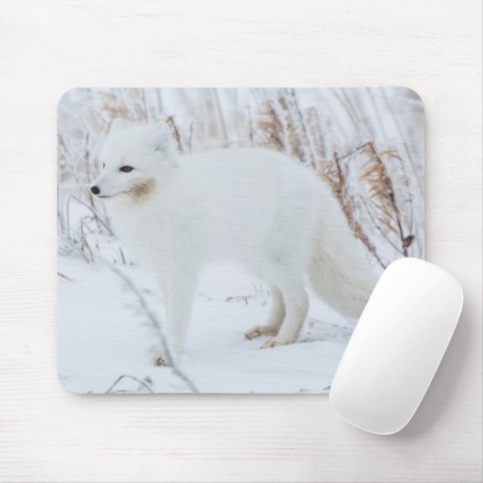 Poolvos Muismat (Met muis)