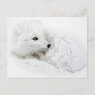 Poolvos opgerold in de winter briefkaart