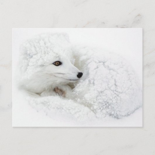 Poolvos opgerold in de winter briefkaart (Voorkant)