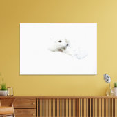 Poolvos opgerold in de winter canvas afdruk (Insitu (Woonkamer))