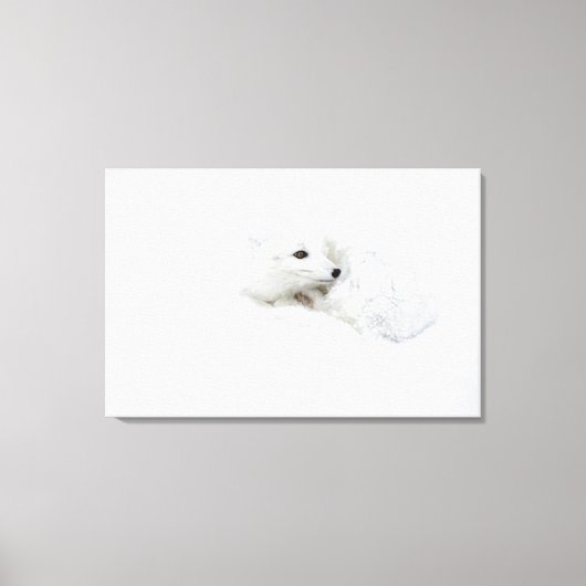 Poolvos opgerold in de winter canvas afdruk (Voorkant)