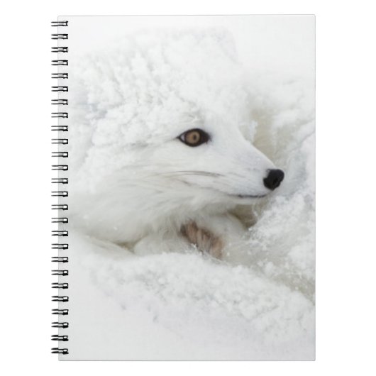 Poolvos opgerold in de winter notitieboek (Voorkant)