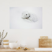 Poolvos opgerold in de winter poster (Keuken)