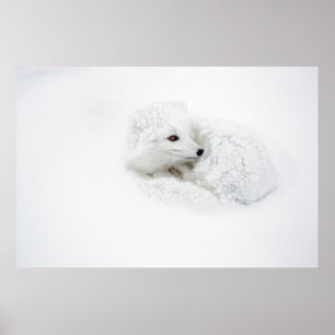 Poolvos opgerold in de winter poster