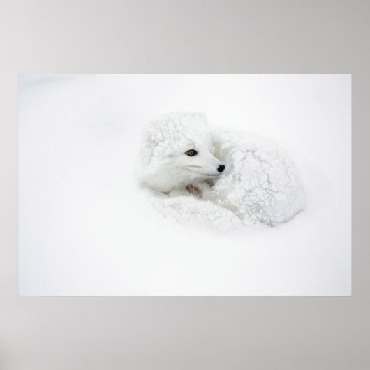 Poolvos opgerold in de winter poster (Voorkant)