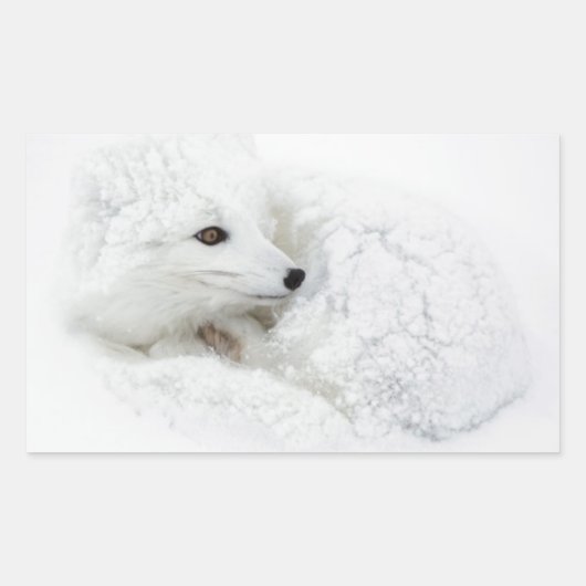 Poolvos opgerold in de winter rechthoekige sticker (Voorkant)