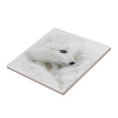 Poolvos opgerold in de winter tegeltje (Zijkant)