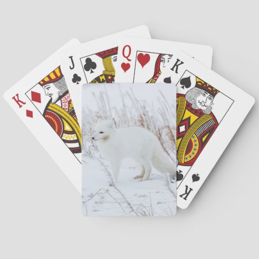 Poolvos Pokerkaarten (Achterkant)