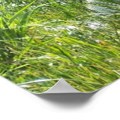 Poolvos Poster (Hoek)