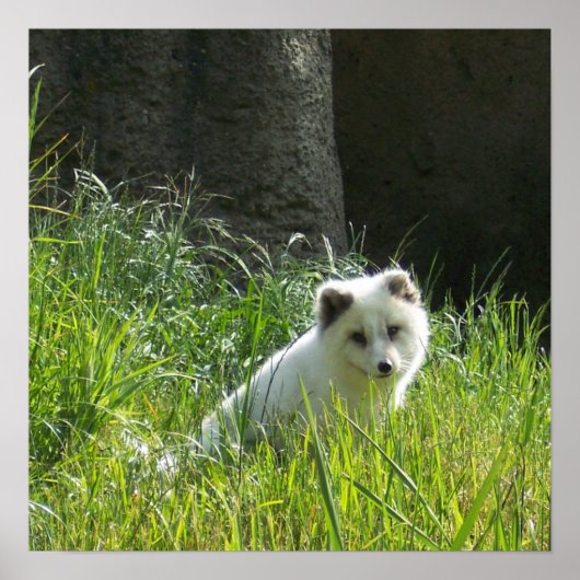 Poolvos Poster (Voorkant)