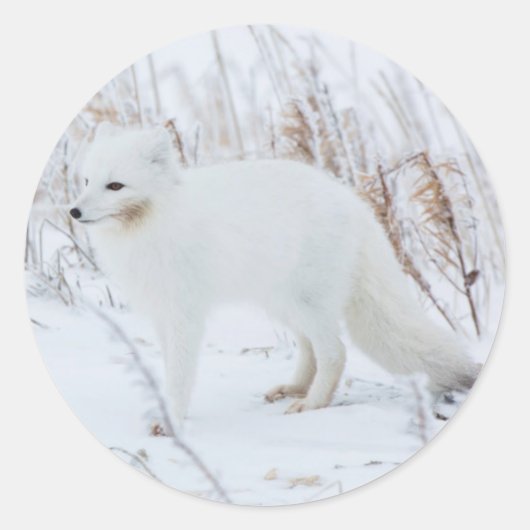 Poolvos Ronde Sticker (Voorkant)