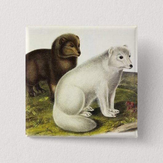poolvos (witte vos, poolvos, sneeuwvos) vierkante button 5,1 cm (Voorkant)
