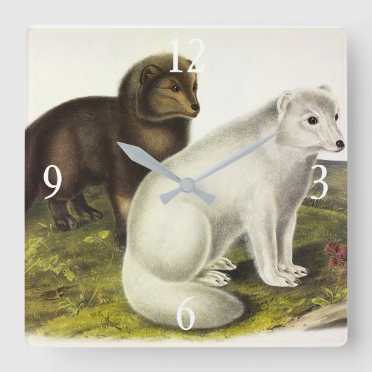 poolvos (witte vos, poolvos, sneeuwvos) vierkante klok (Voorkant)