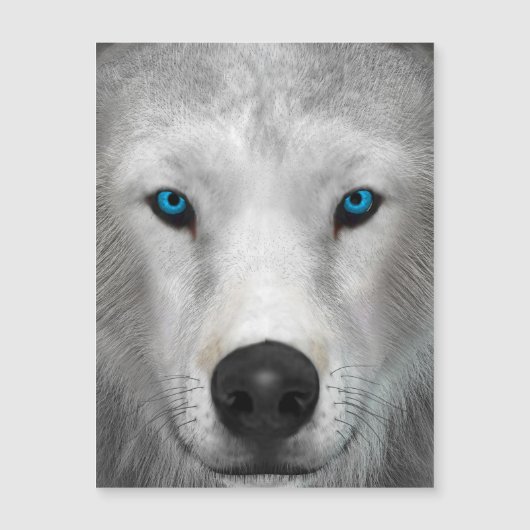 Poolwolf (Voorkant)