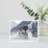 Poolwolf. Ansichtkaart Briefkaart (Staand voorkant)