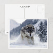 Poolwolf. Ansichtkaart Briefkaart (Voorkant / Achterkant)