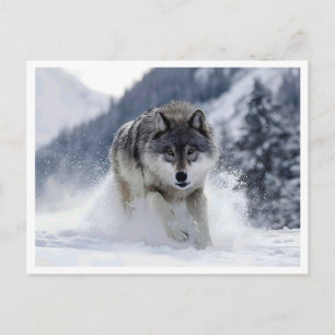 Poolwolf. Ansichtkaart Briefkaart