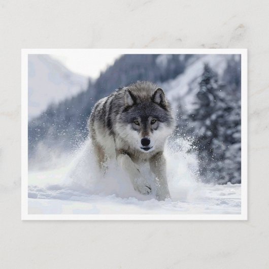 Poolwolf. Ansichtkaart Briefkaart (Voorkant)