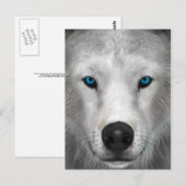 Poolwolf Briefkaart (Voorkant / Achterkant)