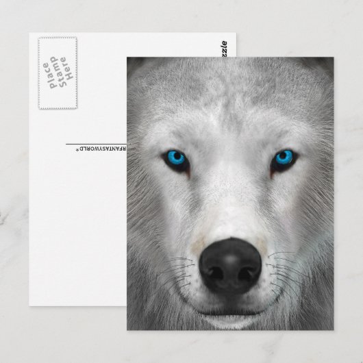 Poolwolf Briefkaart (Voorkant / Achterkant)