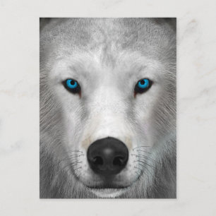 Poolwolf Briefkaart