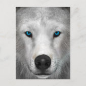 Poolwolf Briefkaart (Voorkant)